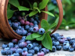 Blueberries benefit eyes