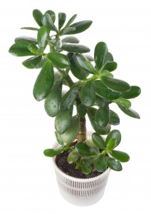 Jade Plant for Cleaner Air