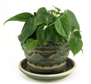 Philodendron Houseplant 