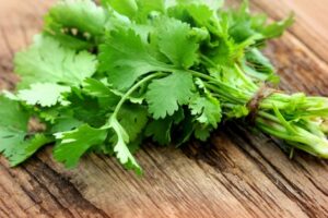 cilantro benefits