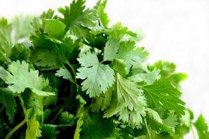 benefits of cilantro